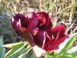 Simply Red