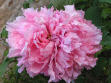 Purpurea