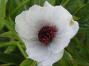 Late Windflower