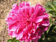 Shirley Temple