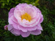 Flying Pink Saucer