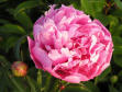 Fragrant Pink Imp