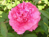 Reine Elisabeth